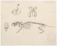 KT 2009 028-419
<br/>
Skelet en organen van een knaagdier
<br/>
<em>Trigt, Stephanus Hendrik Willem van (1790-1840)</em>